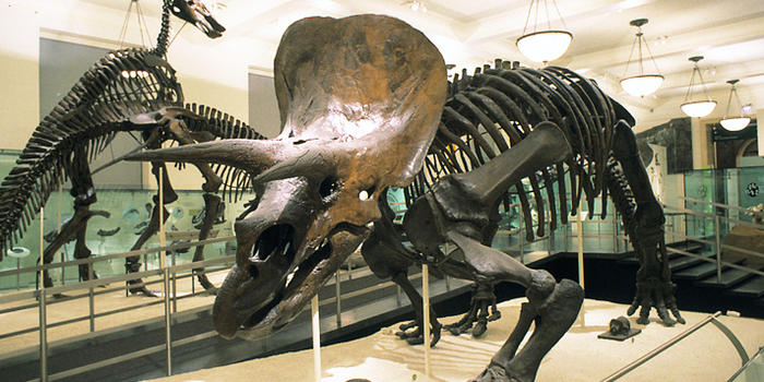 Triceratops-6.jpg